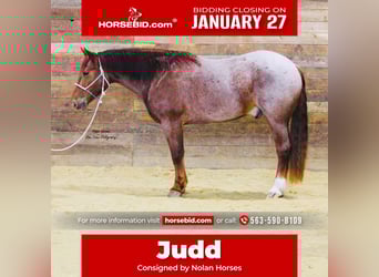 Draft Horse Mix, Castrone, 5 Anni, 160 cm, Roano rosso