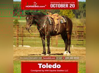 Draft Horse Mix, Castrone, 5 Anni, 163 cm, Baio roano
