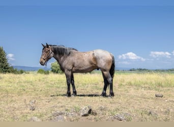 Draft Horse Mix, Castrone, 5 Anni, 163 cm, Baio roano