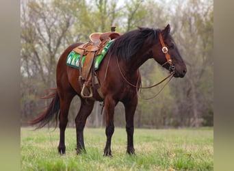 Draft Horse Mix, Castrone, 5 Anni, 163 cm, Baio scuro