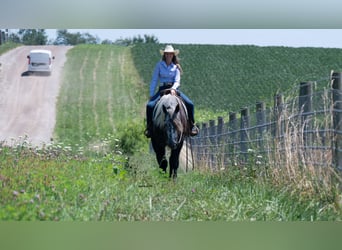 Draft Horse Mix, Castrone, 5 Anni, 163 cm, Grigio