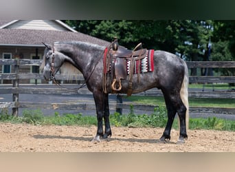 Draft Horse Mix, Castrone, 5 Anni, 163 cm, Grigio