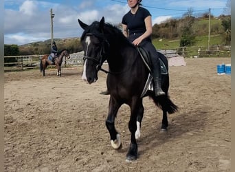 Draft Horse, Castrone, 5 Anni, 163 cm, Morello