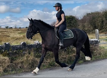 Draft Horse, Castrone, 5 Anni, 163 cm, Morello