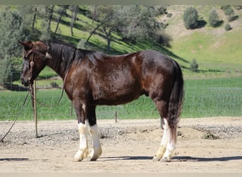Draft Horse, Castrone, 5 Anni, 163 cm, Morello