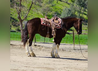 Draft Horse, Castrone, 5 Anni, 163 cm, Morello
