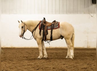 Draft Horse Mix, Castrone, 5 Anni, 163 cm, Palomino