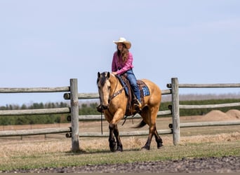 Draft Horse Mix, Castrone, 5 Anni, 163 cm, Pelle di daino