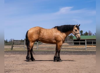 Draft Horse Mix, Castrone, 5 Anni, 163 cm, Pelle di daino