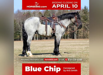 Draft Horse Mix, Castrone, 5 Anni, 163 cm, Roano blu
