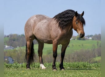 Draft Horse Mix, Castrone, 5 Anni, 163 cm, Roano rosso