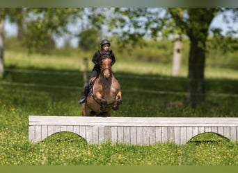 Draft Horse Mix, Castrone, 5 Anni, 163 cm, Roano rosso