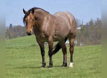 Draft Horse Mix, Castrone, 5 Anni, 163 cm, Roano rosso