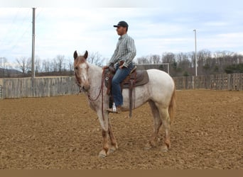 Draft Horse, Castrone, 5 Anni, 163 cm, Sauro ciliegia