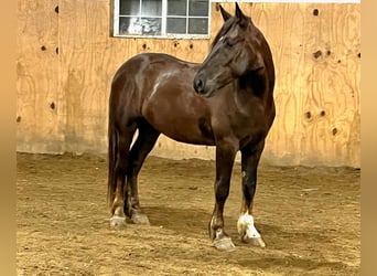 Draft Horse Mix, Castrone, 5 Anni, 163 cm, Sauro scuro
