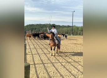 Draft Horse Mix, Castrone, 5 Anni, 165 cm, Baio ciliegia