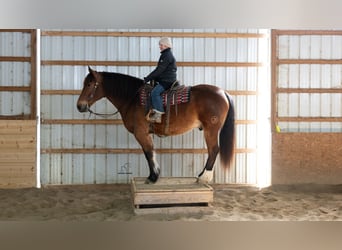 Draft Horse Mix, Castrone, 5 Anni, 165 cm, Baio ciliegia