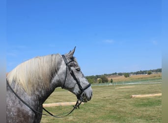 Draft Horse Mix, Castrone, 5 Anni, 165 cm, Grigio