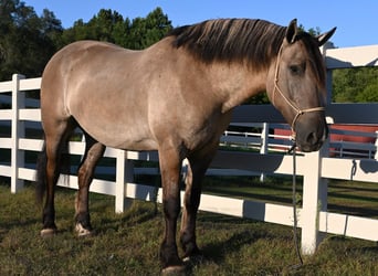 Draft Horse, Castrone, 5 Anni, 165 cm, Grullo
