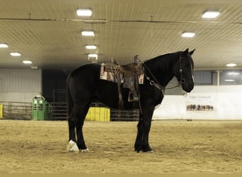 Draft Horse Mix, Castrone, 5 Anni, 165 cm, Morello