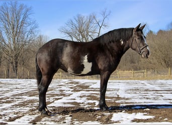 Draft Horse, Castrone, 5 Anni, 165 cm, Overo-tutti i colori
