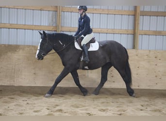 Draft Horse, Castrone, 5 Anni, 165 cm, Overo-tutti i colori