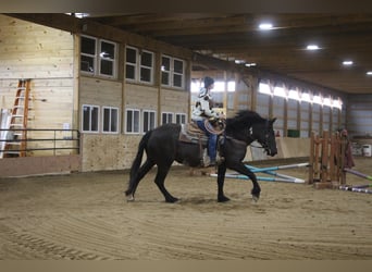 Draft Horse, Castrone, 5 Anni, 165 cm, Overo-tutti i colori