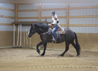 Draft Horse, Castrone, 5 Anni, 165 cm, Overo-tutti i colori