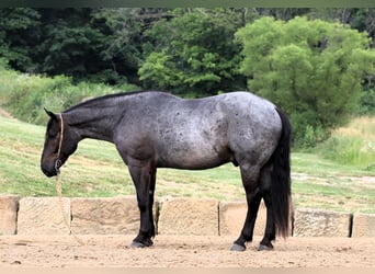 Draft Horse Mix, Castrone, 5 Anni, 165 cm, Roano blu