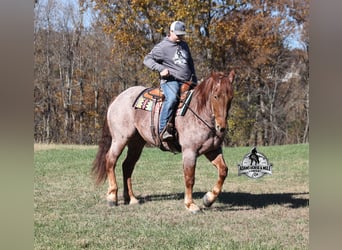 Draft Horse Mix, Castrone, 5 Anni, 165 cm, Roano rosso