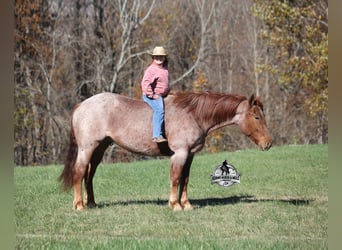 Draft Horse Mix, Castrone, 5 Anni, 165 cm, Roano rosso