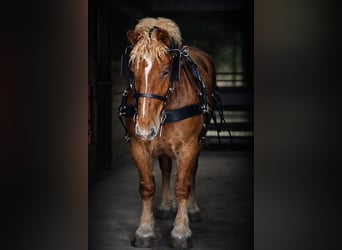 Draft Horse, Castrone, 5 Anni, 165 cm, Sauro scuro