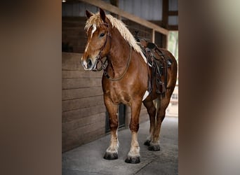 Draft Horse, Castrone, 5 Anni, 165 cm, Sauro scuro