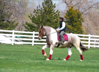 Draft Horse Mix, Castrone, 5 Anni, 165 cm, Tobiano-tutti i colori