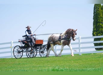 Draft Horse Mix, Castrone, 5 Anni, 165 cm, Tobiano-tutti i colori