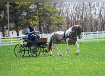 Draft Horse Mix, Castrone, 5 Anni, 165 cm, Tobiano-tutti i colori