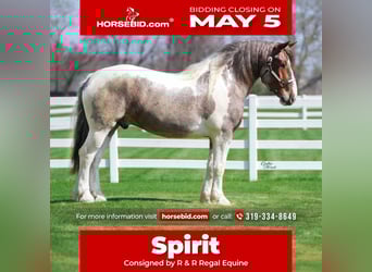 Draft Horse Mix, Castrone, 5 Anni, 165 cm, Tobiano-tutti i colori