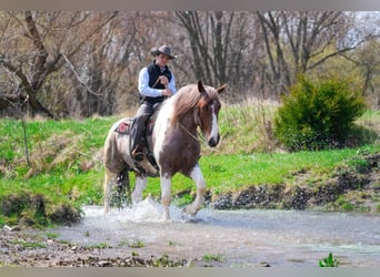 Draft Horse Mix, Castrone, 5 Anni, 165 cm, Tobiano-tutti i colori