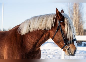 Draft Horse, Castrone, 5 Anni, 166 cm