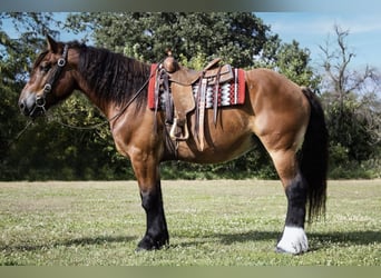 Draft Horse Mix, Castrone, 5 Anni, 168 cm, Baio ciliegia