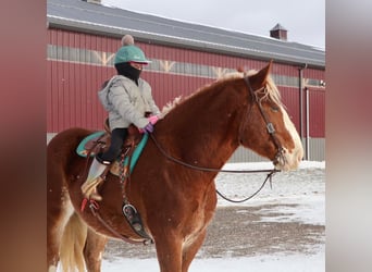 Draft Horse Mix, Castrone, 5 Anni, 168 cm, Sauro scuro