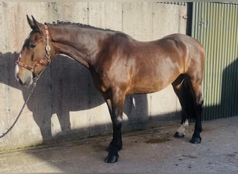 Draft Horse, Castrone, 5 Anni, 170 cm, Baio