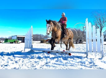 Draft Horse, Castrone, 5 Anni, 173 cm, Grigio