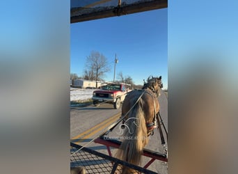 Draft Horse, Castrone, 5 Anni, 173 cm, Grigio