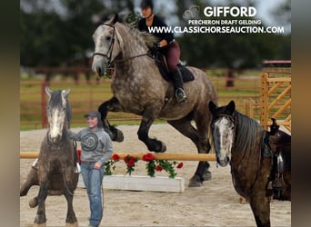 Draft Horse, Castrone, 5 Anni, 173 cm, Grigio