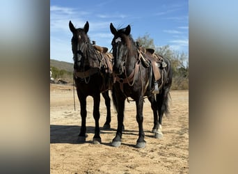 Draft Horse, Castrone, 5 Anni, 173 cm, Morello
