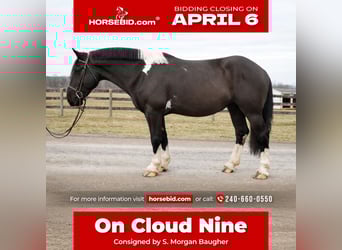 Draft Horse Mix, Castrone, 5 Anni, 173 cm, Pezzato