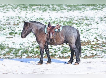 Draft Horse Mix, Castrone, 5 Anni, 173 cm, Roano blu