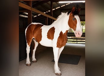 Draft Horse, Castrone, 5 Anni, 175 cm, Tobiano-tutti i colori