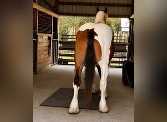Draft Horse, Castrone, 5 Anni, 175 cm, Tobiano-tutti i colori